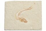 Small Cretaceous Fossil Fish (Various Species) - Lebanon - Photo 4